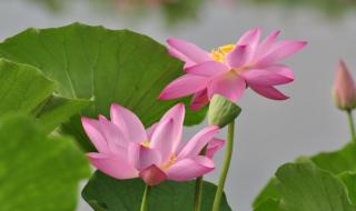荷花的别名还有哪些 荷花的别名还有哪些