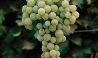 麝香葡萄酒 麝香葡萄酒